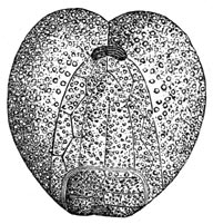 Fig. 255. Fossiel der krijtperiode.