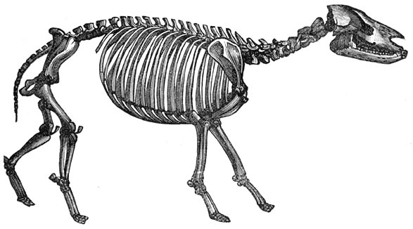 Fig. 284. De verandering der soorten: geraamte van het paleotherium.