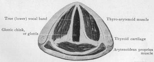 Fig. 32