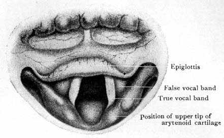 Fig. 40