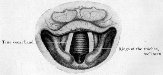 Fig. 41