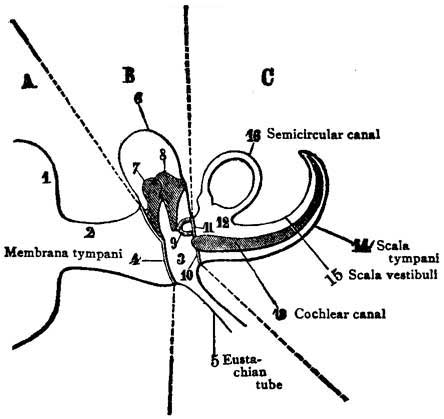 Fig. 61