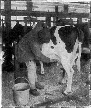 Washing the udders