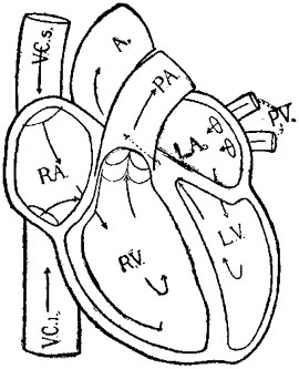 THE BLOOD-ROUTE THROUGH THE HEART