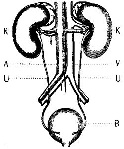 THE URINARY SYSTEM