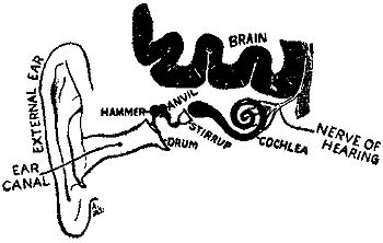 THE APPARATUS OF HEARING