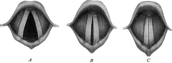 THE VOCAL CORDS