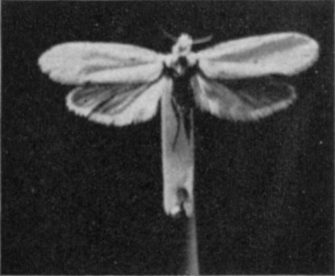 THE YUCCA MOTH