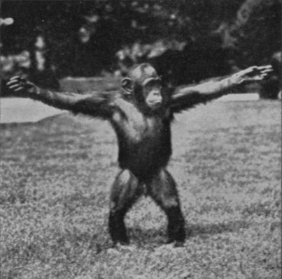 CHIMPANZEE, ILLUSTRATING WALKING POWERS