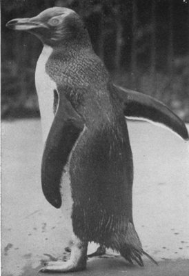 YELLOW-CROWNED PENGUIN