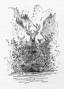 line drawing, deer