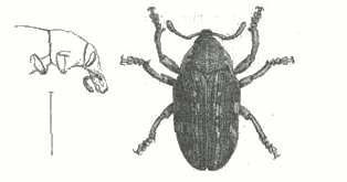 Fig. 1.  Larinus maculatus, Falderm.