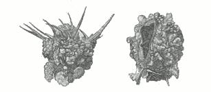 Fig. 2.  The cocoons of Larinus maculatus, called in Turkish Tréhala.