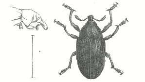 Fig. 3.  Larinus mellificus, Jekel.