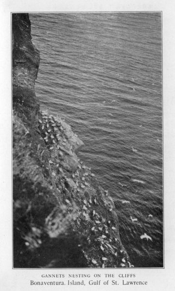 Gannets nesting on the cliffs.  Bonaventure Island, Gulf of St. Lawrence.