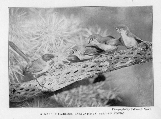 A male plumbous gnatcatcher feeding young