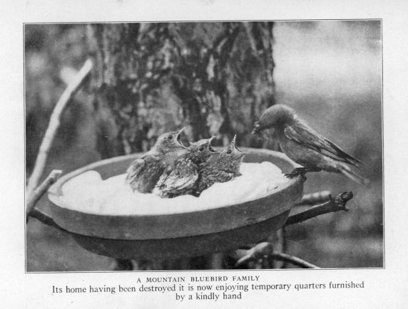 A mountain Bluebird family.  Its home having been destroyed it is now enjoying temporary quarters furnished by a kindly hand.