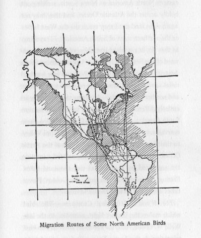 Migration Routes of Some North American Birds