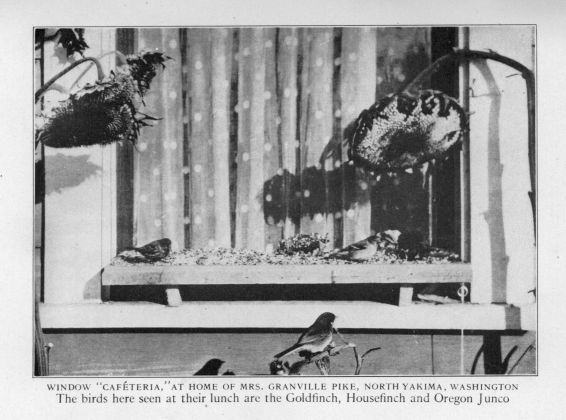 Window "Caféteria," at home of Mrs. Granville Pike, North Yakima, Washington.  The birds here seen at their lunch are the Goldfinch, Housefinch, and Oregon Junco.