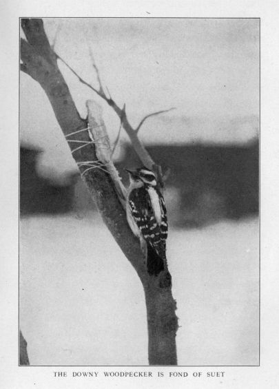 The Downy Woodpecker is fond of suet