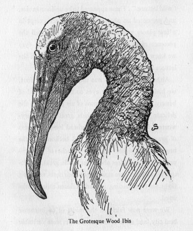 The Grotesque Wood Ibis