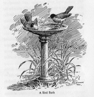 A Bird Bath