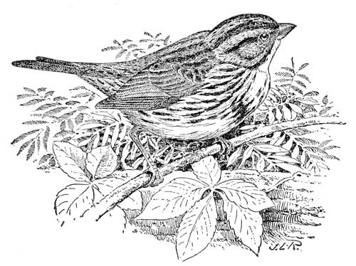 SONG SPARROW