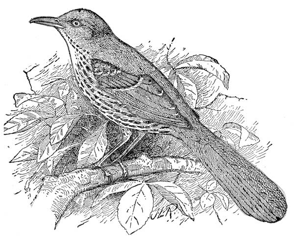 BROWN THRUSH