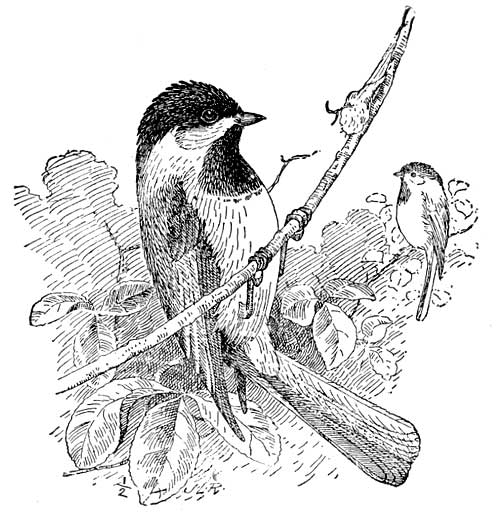 CHICKADEE