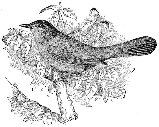 CATBIRD