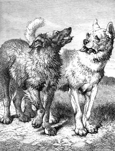 THE HOUSE DOG AND THE WOLF.