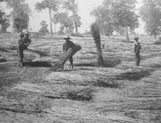 DRYING HEMP IN KENTUCKY