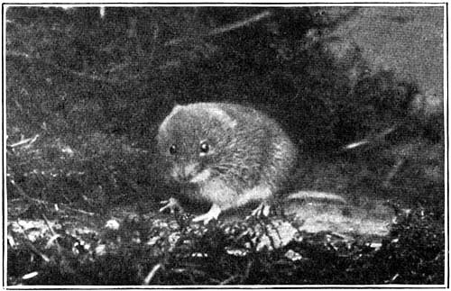 He was no ordinary vole