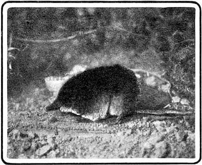 Liliputian shrewmouse