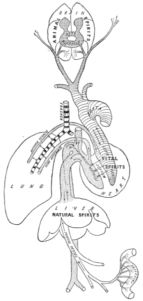 Fig. 11. Illustrating Galen’s physiological teaching.