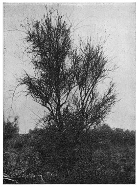 Fig. 82