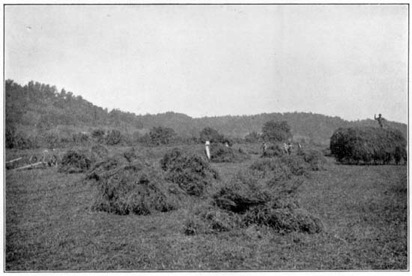 Red clover on the farm of P. S. Lewis and Sons, Point Pleasant, W. Va.