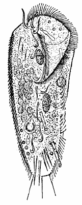 Fig. 7.—THE RAPACIOUS INFUSORIUM (STYLONYCHIA).