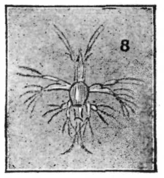 Fig. 8.—Nauplius.