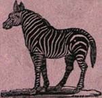 Zebra