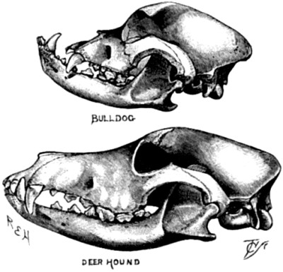 The skull of a Bull-dog compared with that of a Deerhound.