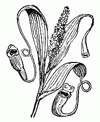 Pitcher-Plant