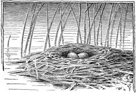 Two babies, not yet out of their eggshells, hidden among the rushes.