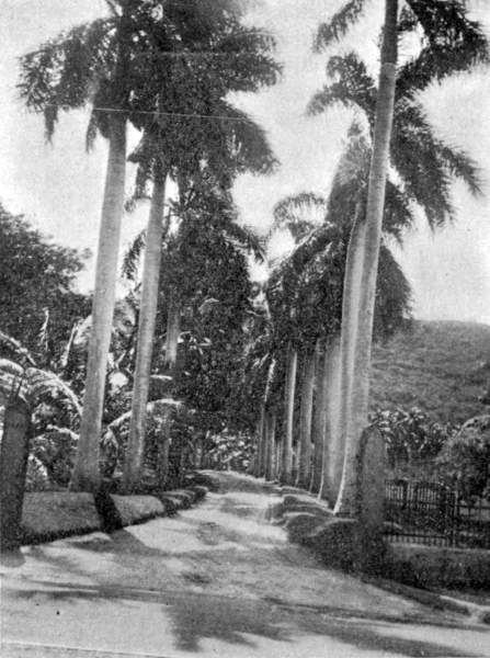 ROYAL PALMS, HONOLULU.