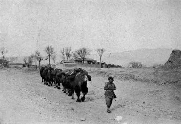 A camel caravan