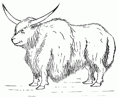 Yak