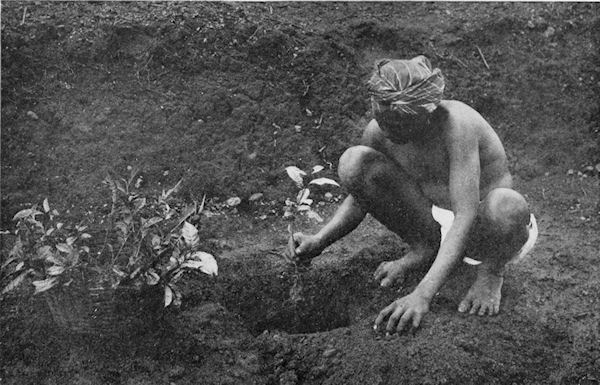 TAMIL COOLIE SETTING OUT TEA PLANTS