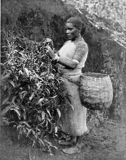 TAMIL GIRL PLUCKING TEA