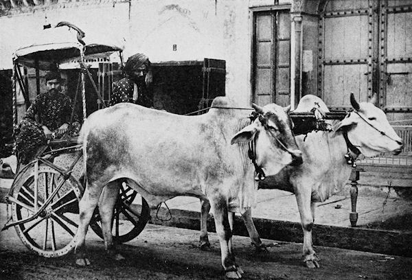 A MATCHED PAIR OF BULLOCKS, JEYPORE