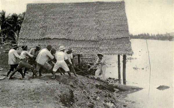 men hauling on a crocodile